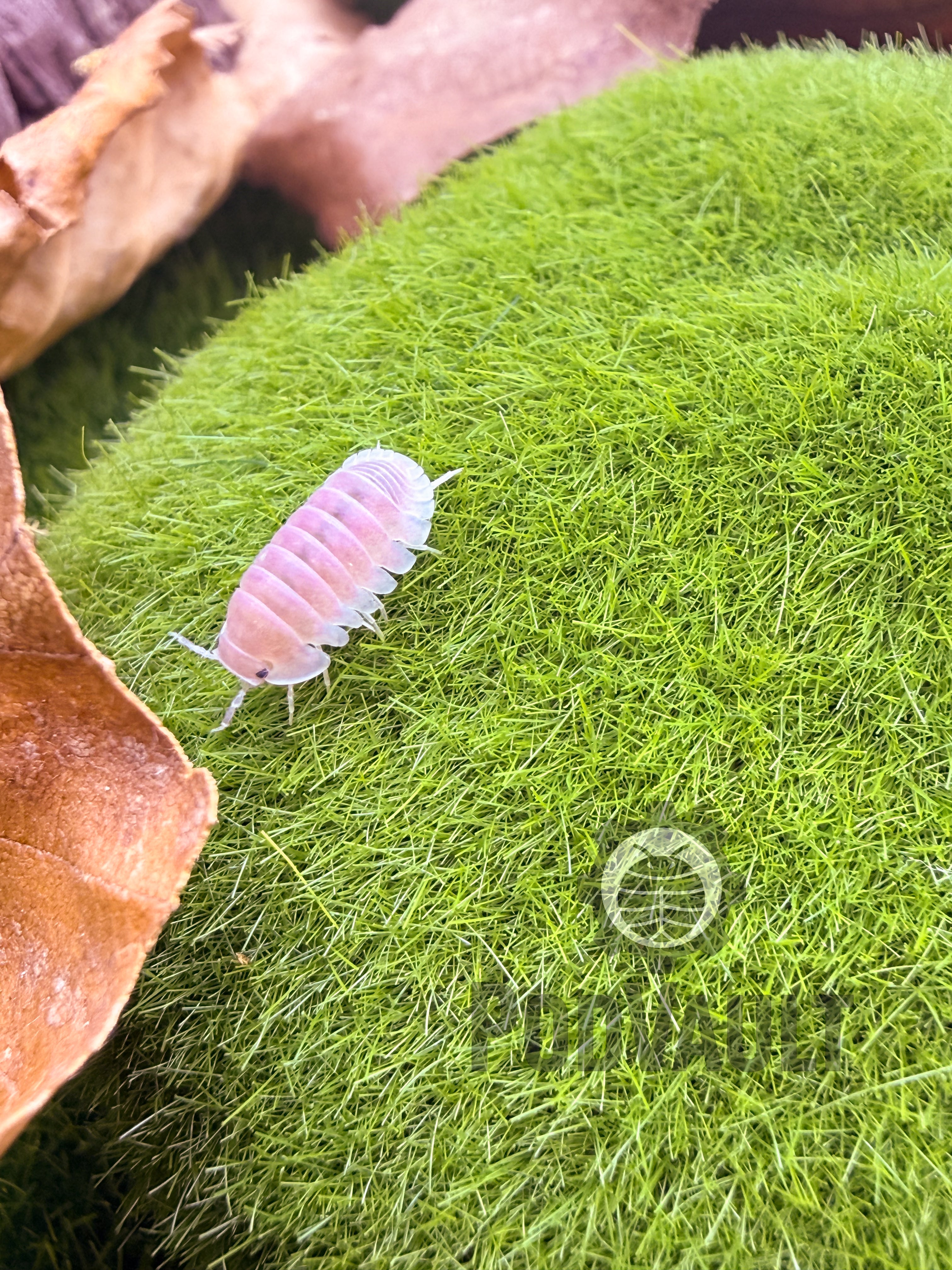 Cubaris Cherry Blossom