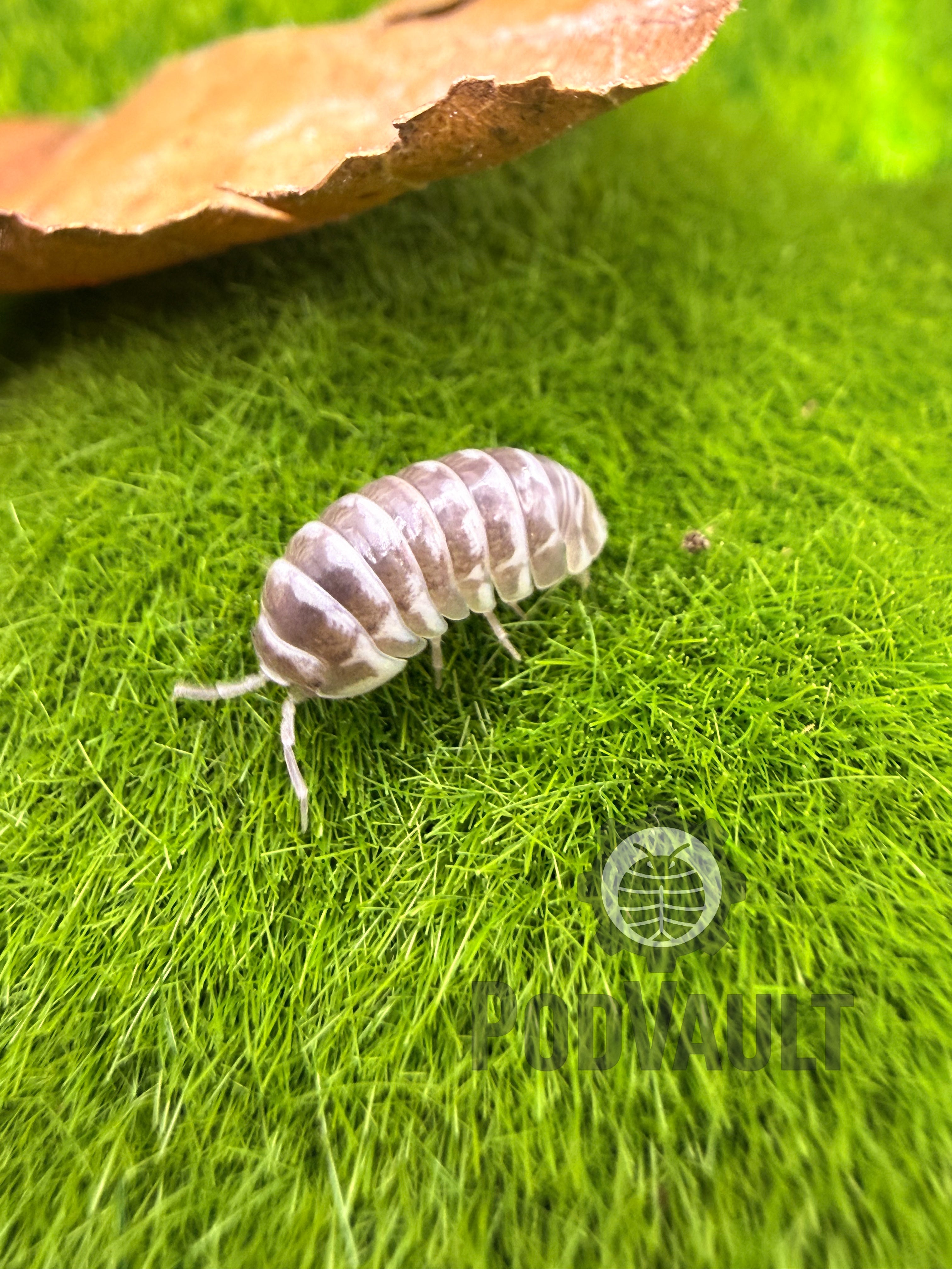 Armadillidium maculatum ‘Chocolate’ (Chocolate Zebra Isopod)