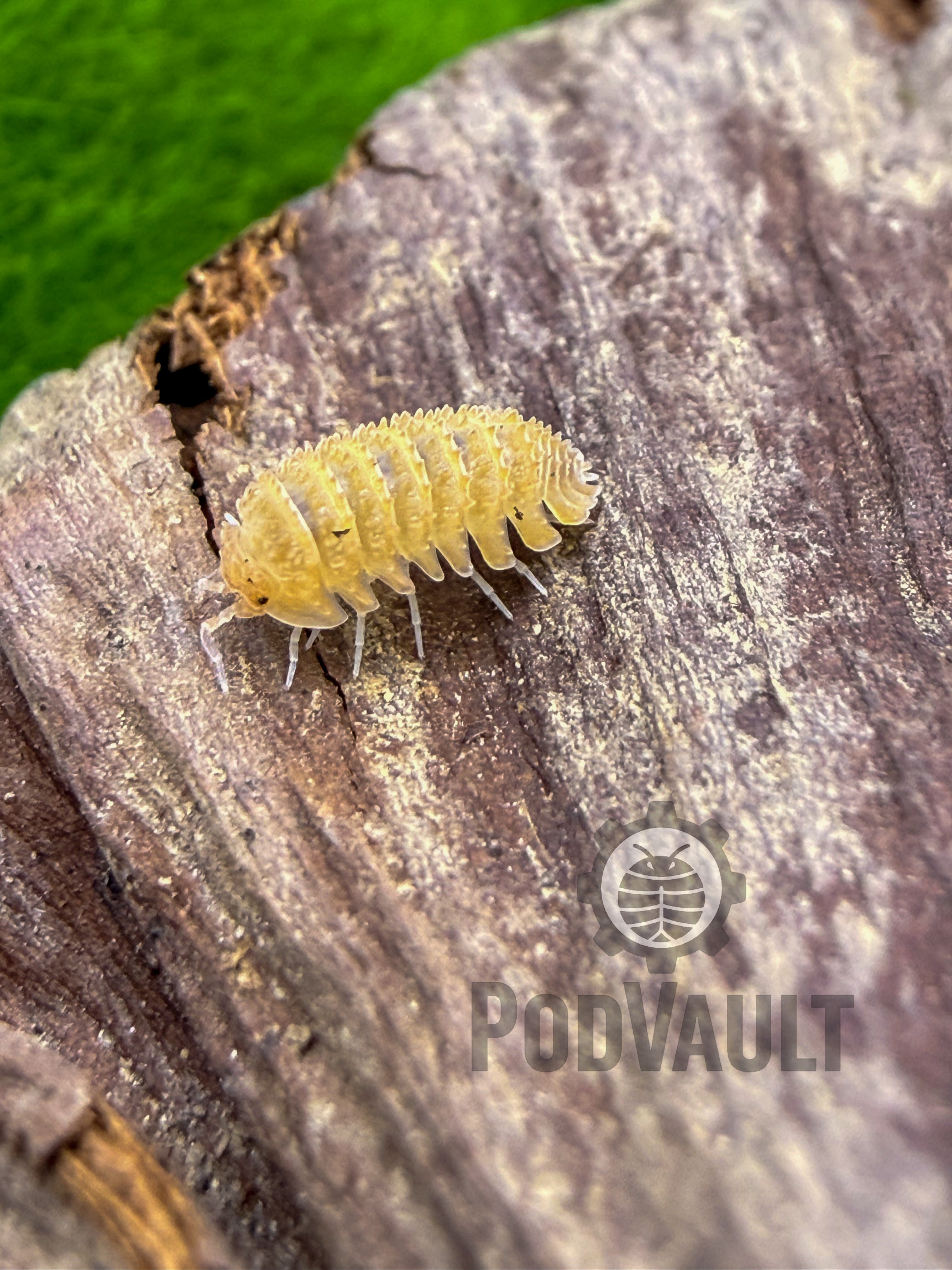 Cristarmadillidium muricatum Crystal Pineapple
