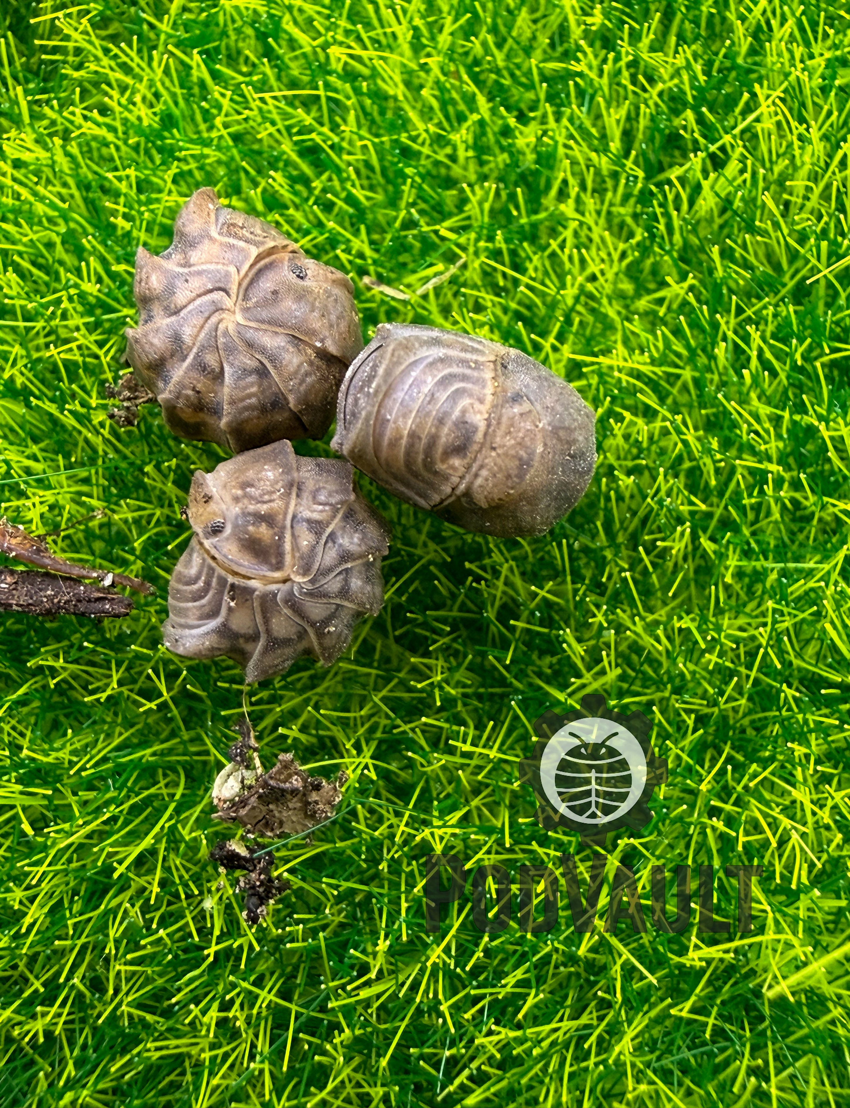 Armadillidae Godzilla