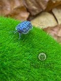 Armadillidium gestroi 'Milky Way'