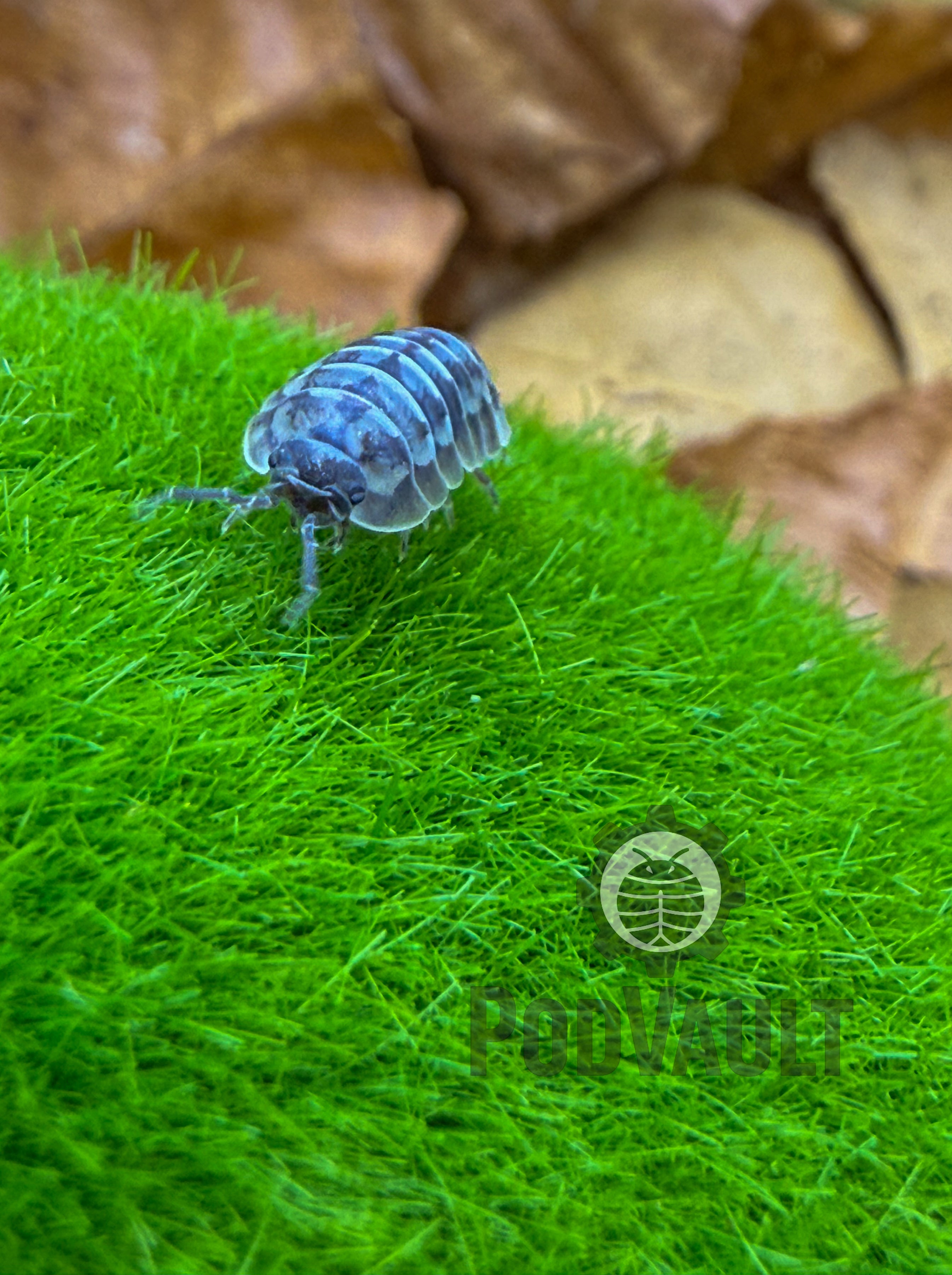 Armadillidium gestroi 'Milky Way'