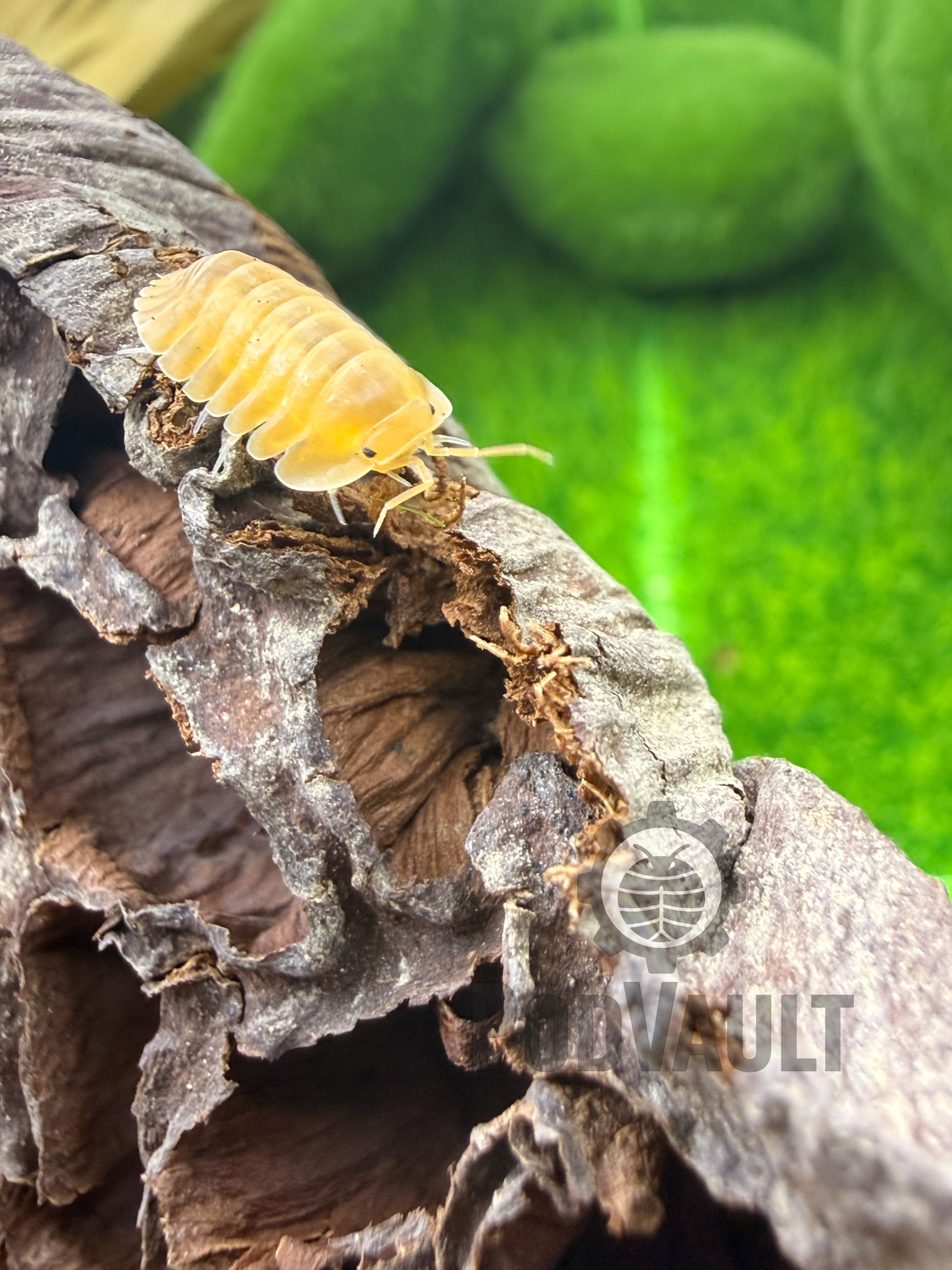 Cubaris sp "Orange Freezy" Isopods