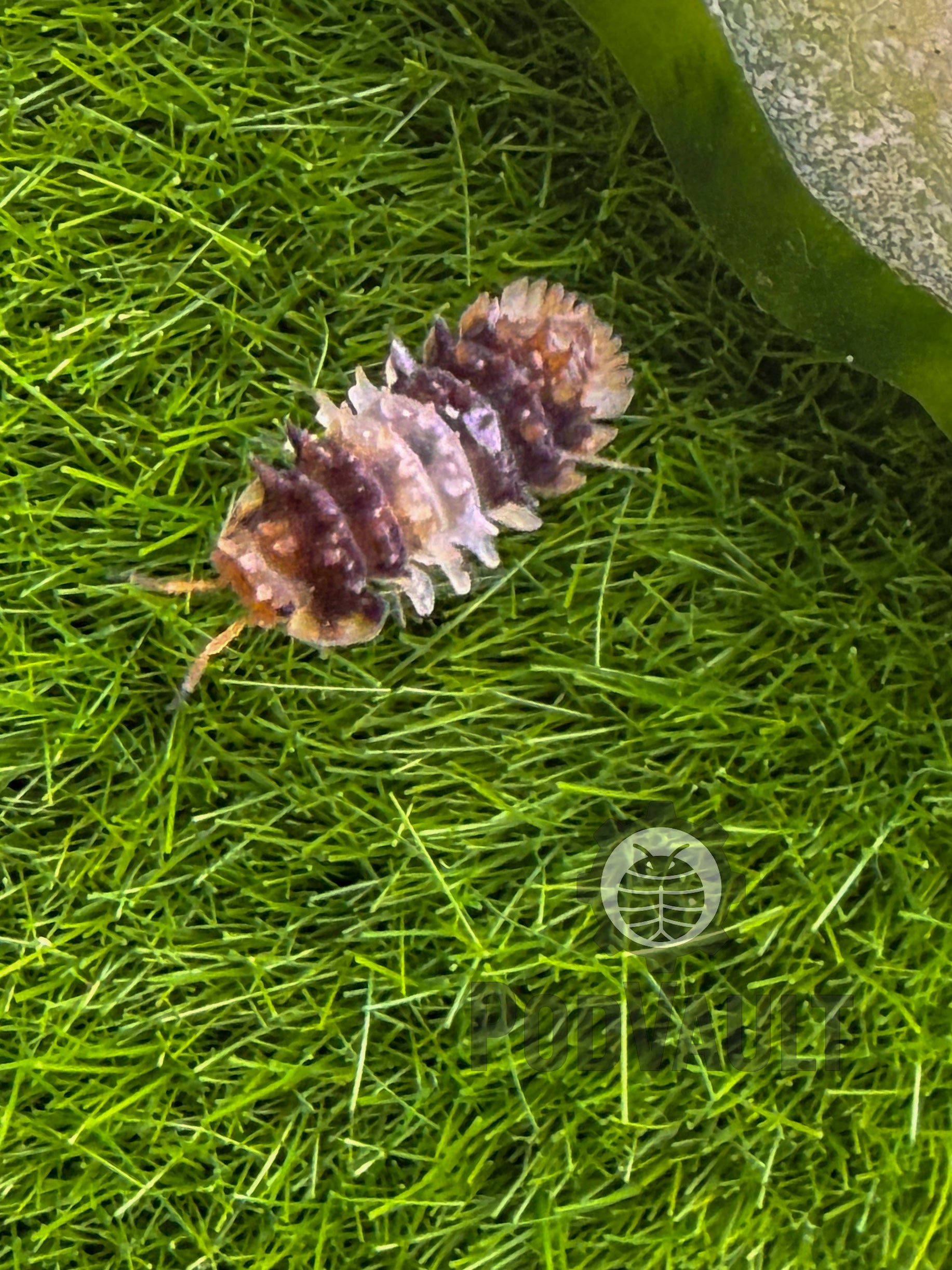 Isopoda sp. Thai Spikey