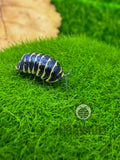Armadillidium maculatum 'Yellow'
