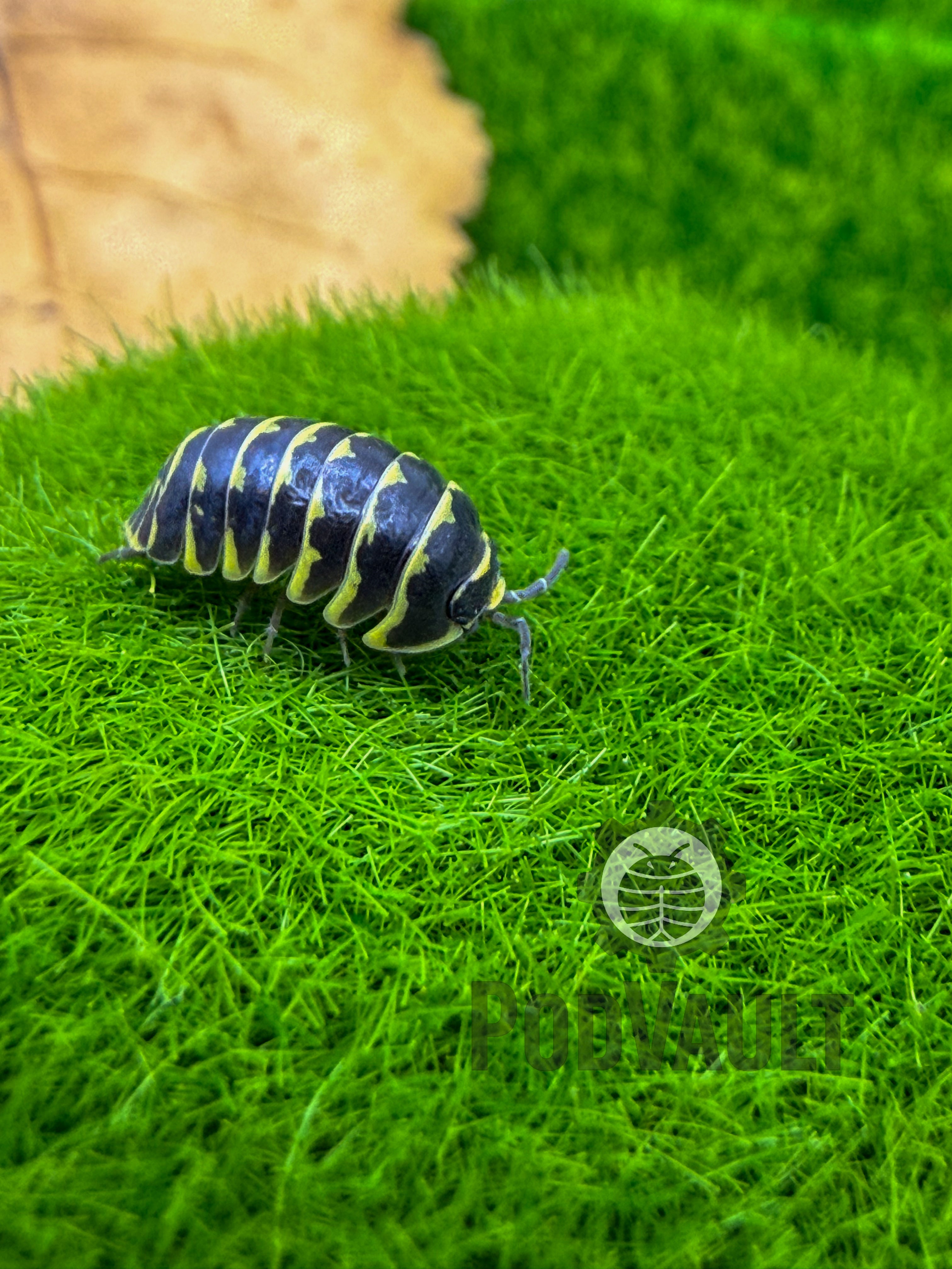 Armadillidium maculatum 'Yellow'